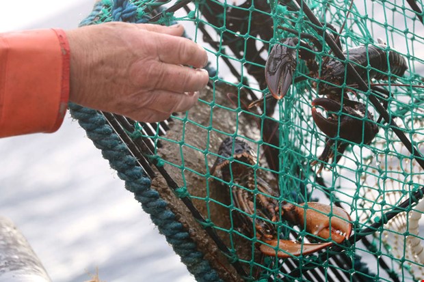 Flera stölder av hummertinor  Flera stölder av hummertinor