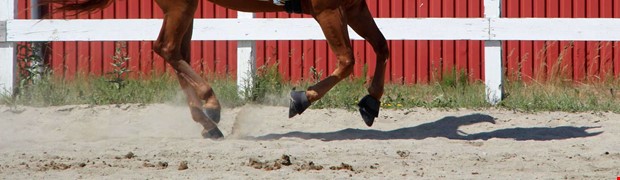 Tre hästar på rymmen Tre hästar på rymmen