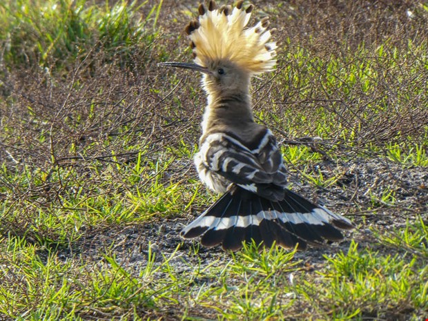 Ovanlig f�gelg�st p� Smarholmen