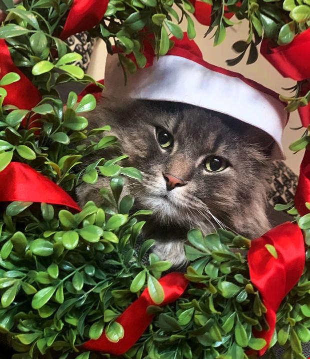 Har du den bsta Lussekatten?