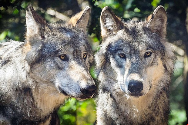 S gr du om du ser en varg