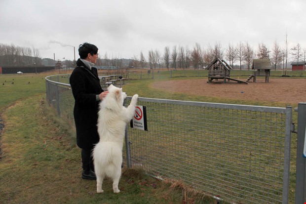Gr om lekplatsen till hundrastgrd