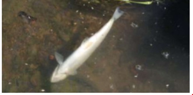 D�da �ringar hittade i Fj�r�s igen 