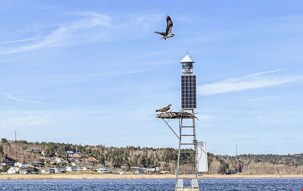 Fiskgjusen har flyttat in Fiskgjusen har flyttat in