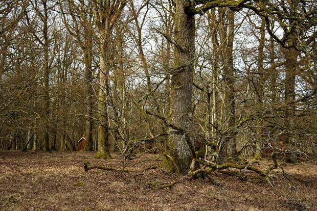 Debatt: Ju skrpigare i skogen desto bttre fr artmngfalden 