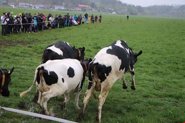 Glada kor skuttade ut i sregnet