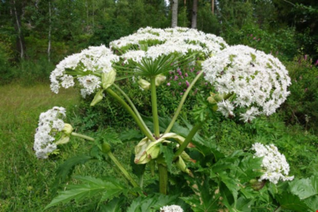 Bidrag mot invasiva arter Bidrag mot invasiva arter