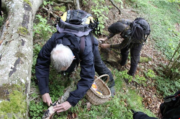 P jakt efter mikroskopiska svampar