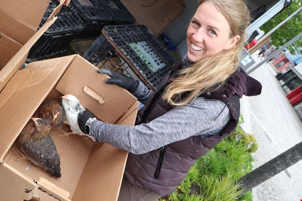 Hjälp - vi har blivit med höns! Hjälp - vi har blivit med höns!