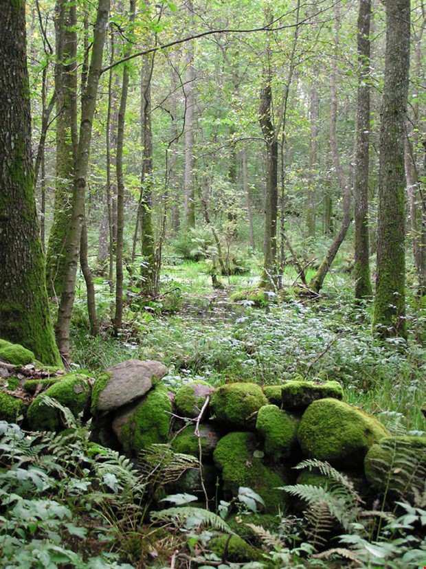 Skogsvandring med guide