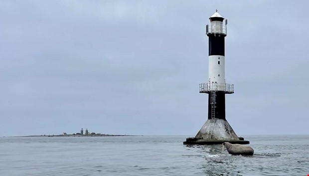 Unikt mte med valross vid Nidingen 