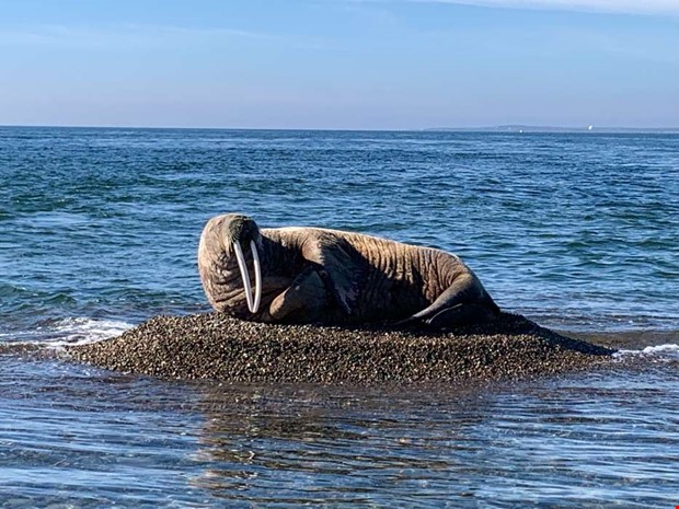 Valrossen p Nidingen dpt till Sten