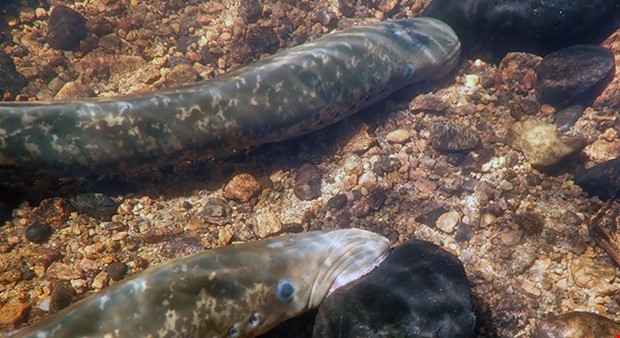 Nu pgr inventering av havsnejonga i Halland