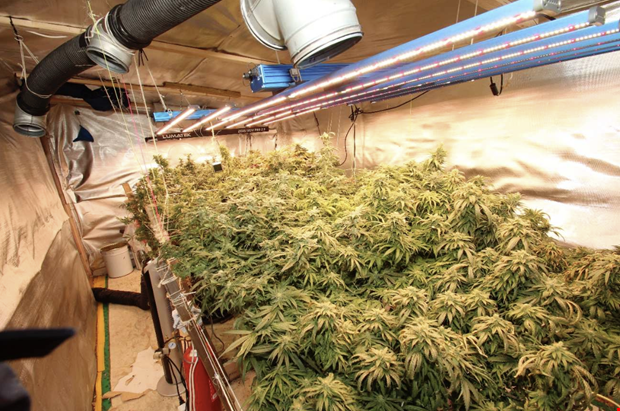 Dms till fngelse fr stor knarkodling