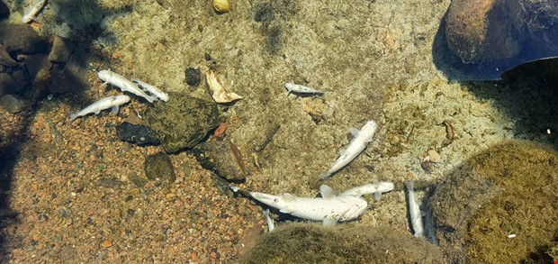 Fjrde fiskdden i n  kommunen JO-anmld