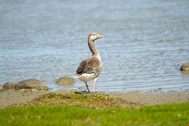 Marina fgelomrden utkas efter EU-kritik