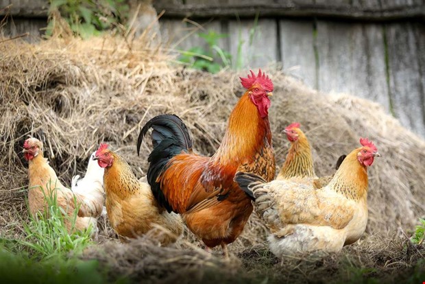 Fågelinfluensa bland vildfåglar i Halland     Fågelinfluensa bland vildfåglar i Halland
