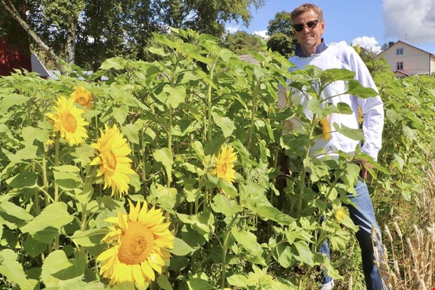 Solrosor mot barncancer 