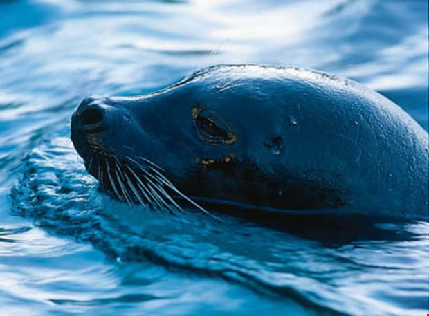 MP vill ha kommunalt artansvar