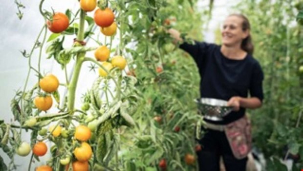 Höstfest på Kungsbacka torg Höstfest på Kungsbacka torg