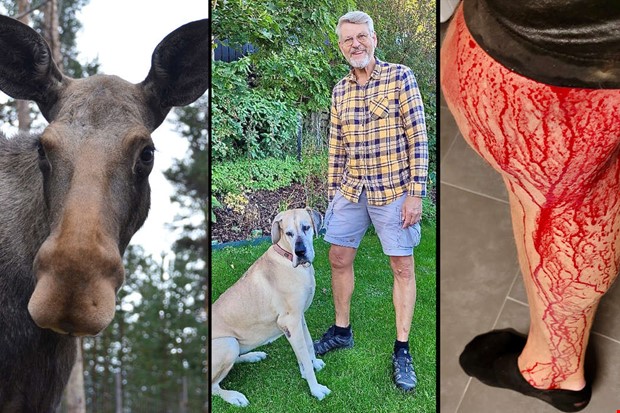 Sven skadad n�r han attackerades av �lg