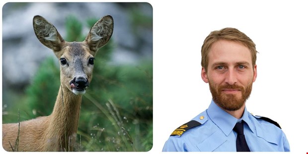 Hg risk fr viltolyckor under hsten