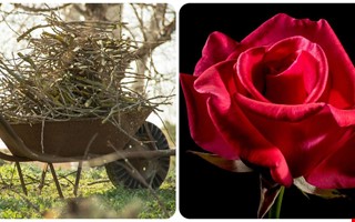 Hr r alla veckans ris och ros