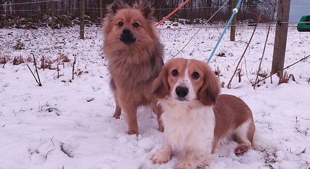 Lnsstyrelsen vill slja omhndertagna hundar