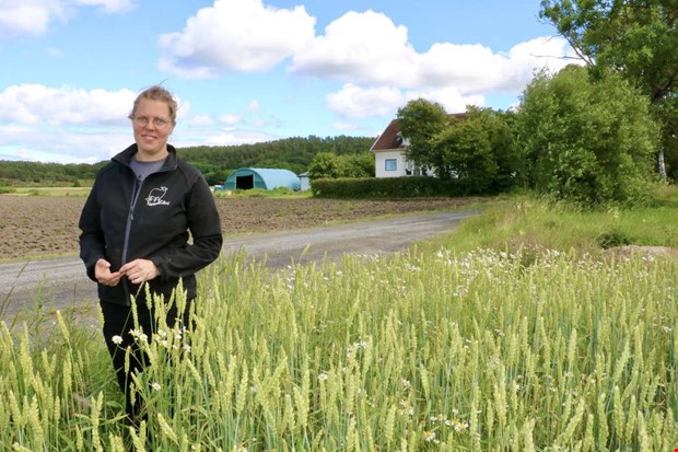Norr om Varberg vxer i Kungsbacka
