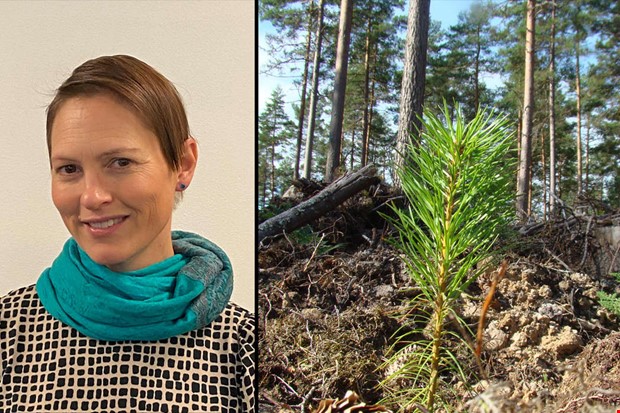 Hallnningar uppmanas att dra t skogen