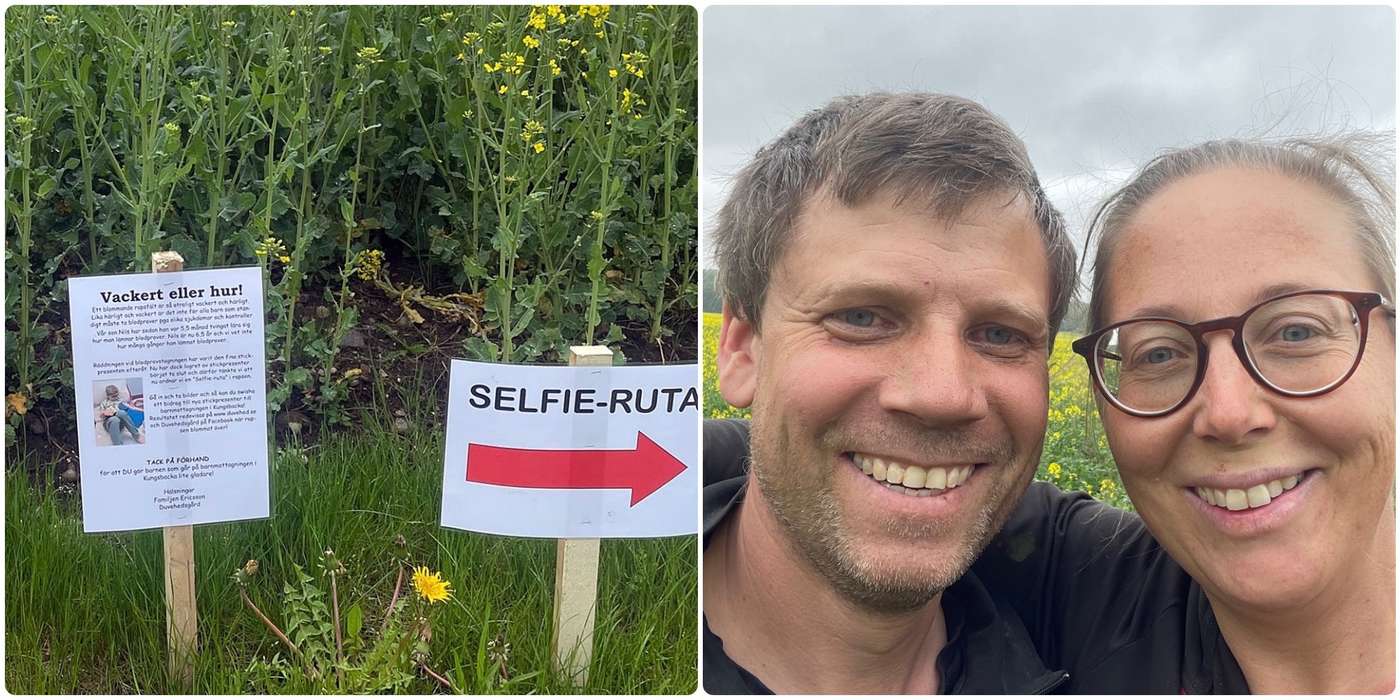 Rapsrutan öppnar I Helgen Norra Halland Kungsbackas Största Tidning 