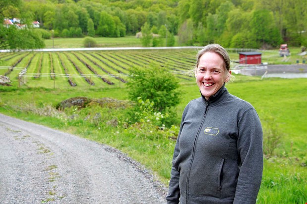 Sj�lvplock av bl�b�r v�xer fram i Sandsj�backa 