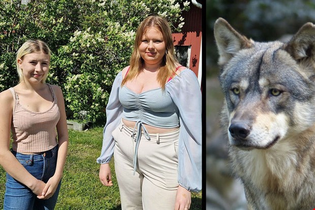 Tjejerna filmade  bara ngra meter frn vargen