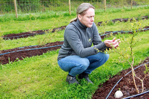 Sj�lvplock av bl�b�r inleds tidigare �n planerat