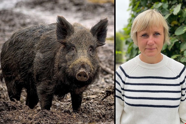 S kan du hjlpa till fr att stoppa svinpesten