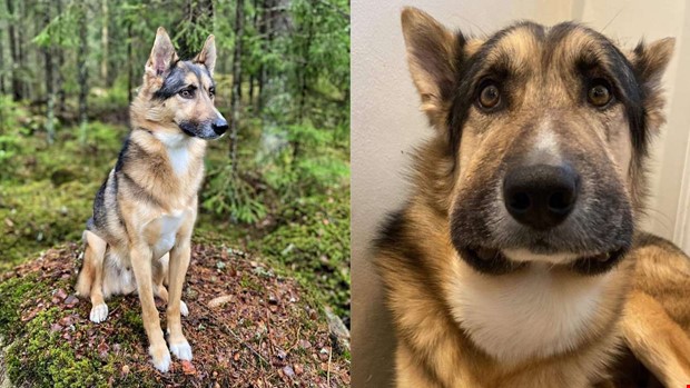Hundägare uppmanas vara vaksamma för orm