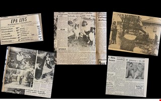 50 r sedan  tusentals beskte hundutstllning