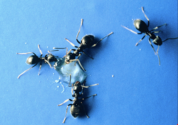 Nu börjar problemen med myror Nu börjar problemen med myror