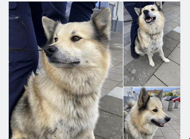 Efterlysning gav resultat – ägaren fick sin hund Efterlysning gav resultat – ägaren fick sin hund