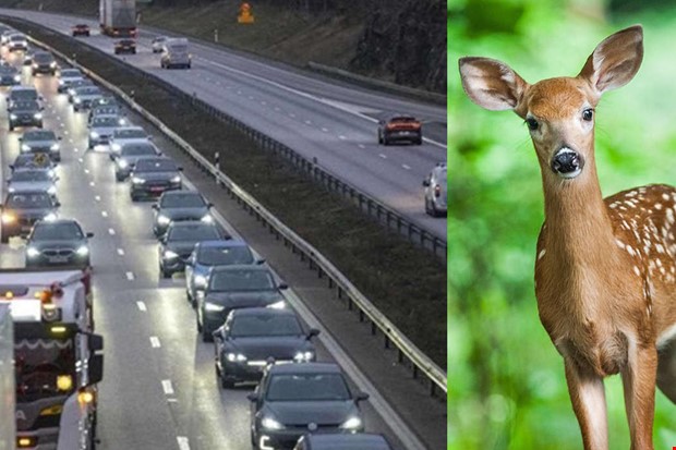 Rdjur p E6 skapar trafikproblem