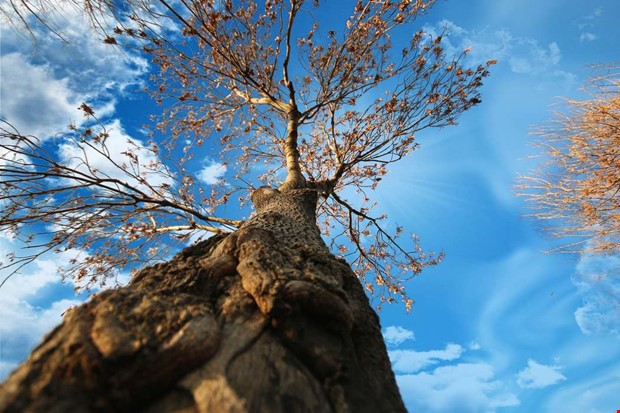 Debatt: Biobränsle kan minska klimatutsläpp  Debatt: Biobränsle kan minska klimatutsläpp