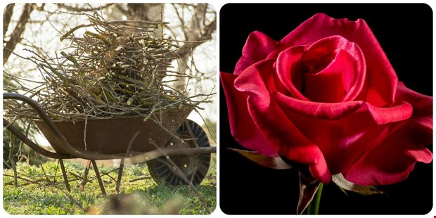 Här är veckans ris och ros Här är veckans ris och ros