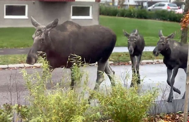 Se filmen  oblyga lgar p besk i stra Villastaden