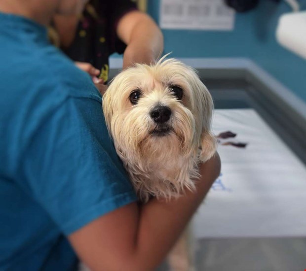 Debatt: Veterinärbristen hotar djurhälsan 