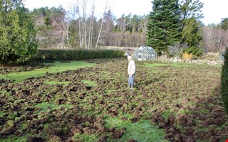 93-�rige Leifs gr�smatta f�rst�rdes av vildsvinen