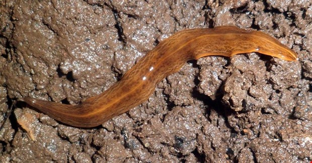 Invasiva masken hittad ven i Kungsbacka