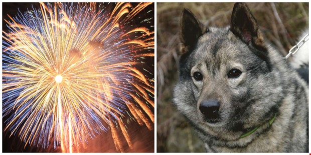 Debatt: Vad gr Alliansen med fyrverkerier? 