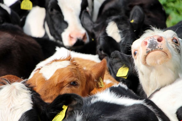 Debatt: Vxtbaserad mat strker oss i kriser