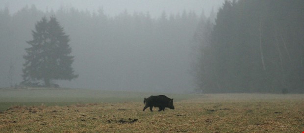 Varning: Vildsvin lngs E6 