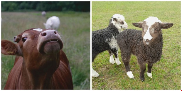 Debatt: Ta krafttag för bred vaccination mot blåtunga Debatt: Ta krafttag för bred vaccination mot blåtunga